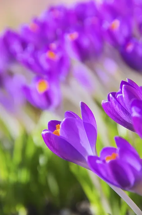 Framed Print : Crocus Print - Crocus 70 Framed Print : Crocus Print - Crocus 70