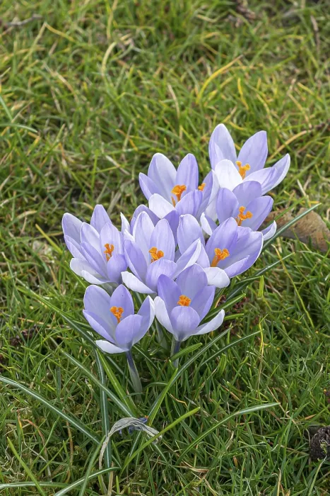 Framed Print : Crocus Hybr. Print Framed Print : Crocus Hybr. Print