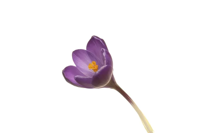 Framed Print : Purple Crocus Print - Image by imageBROKER Framed Print : Purple Crocus Print - Image by imageBROKER