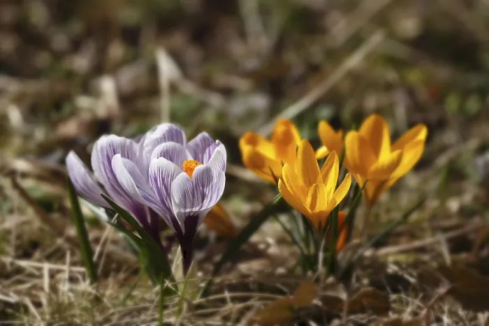 Framed Print : Crocus (Crocus sativus) Print Framed Print : Crocus (Crocus sativus) Print