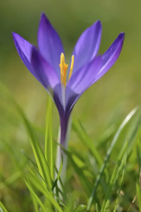Framed Print : Crocus Violet Print, North Rhine-Westphalia, Germany