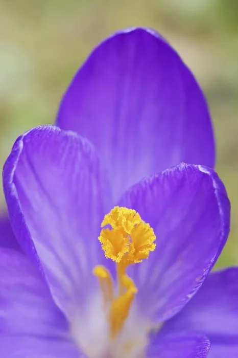 Framed Print : Crocus Flower Detail Print, Germany Framed Print : Crocus Flower Detail Print, Germany