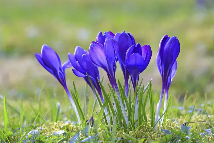 Framed Print : Crocus in Spring Meadow Print Framed Print : Crocus in Spring Meadow Print