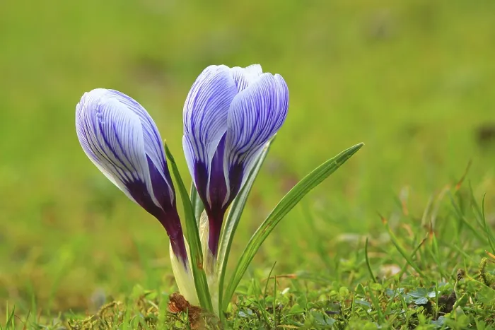 Framed Print : Crocus in Spring Meadow Print Framed Print : Crocus in Spring Meadow Print