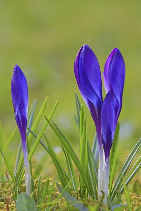 Framed Print : Crocus in Spring Meadow Print Framed Print : Crocus in Spring Meadow Print
