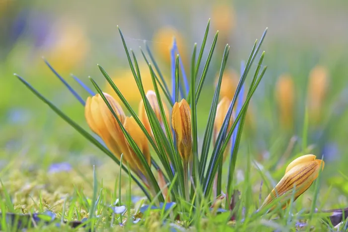 Framed Print : Crocus in Spring Meadow Print Framed Print : Crocus in Spring Meadow Print