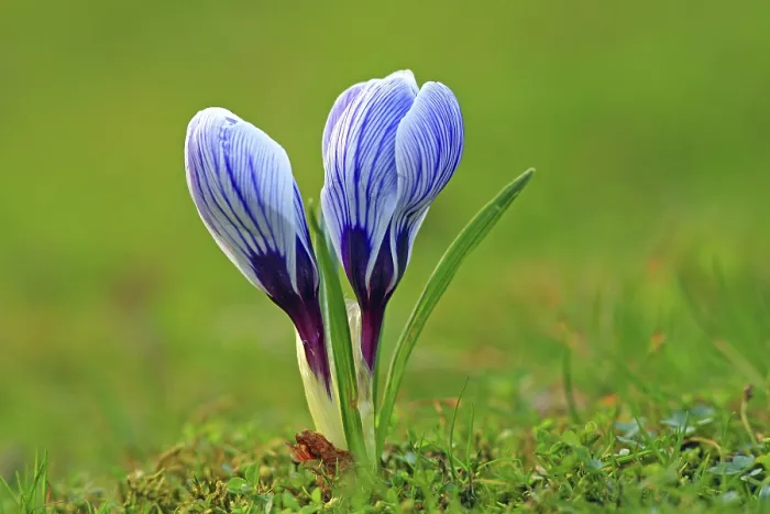 Framed Print : Crocus in Spring Meadow Print Framed Print : Crocus in Spring Meadow Print