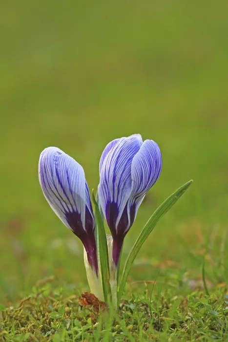 Framed Print : Spring Crocus in a Meadow Print Framed Print : Spring Crocus in a Meadow Print