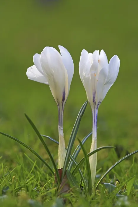 Framed Print : Spring Crocus in a Meadow Print Framed Print : Spring Crocus in a Meadow Print