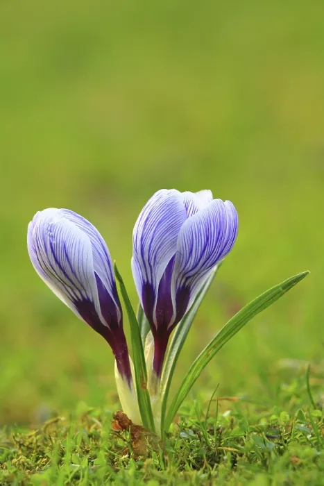 Framed Print : Crocus in Spring Meadow Print Framed Print : Crocus in Spring Meadow Print