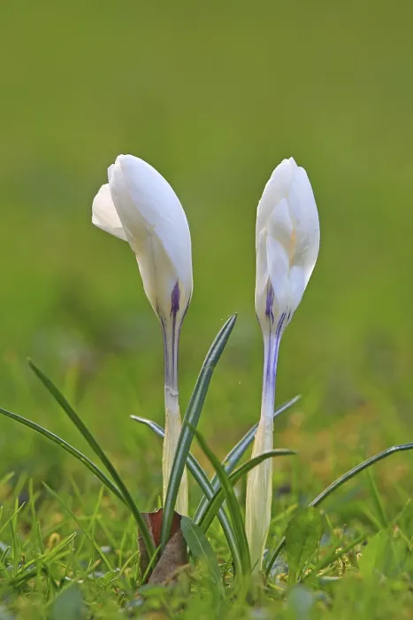 Framed Print : Spring Crocus in a Meadow Print Framed Print : Spring Crocus in a Meadow Print
