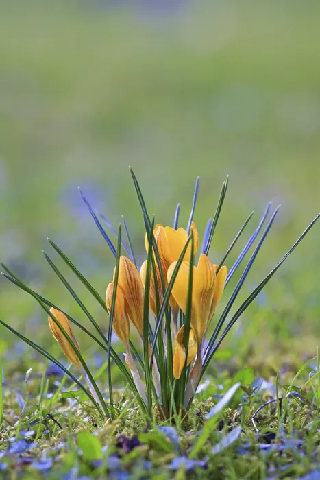 Framed Print : Crocus in Spring Meadow Print Framed Print : Crocus in Spring Meadow Print