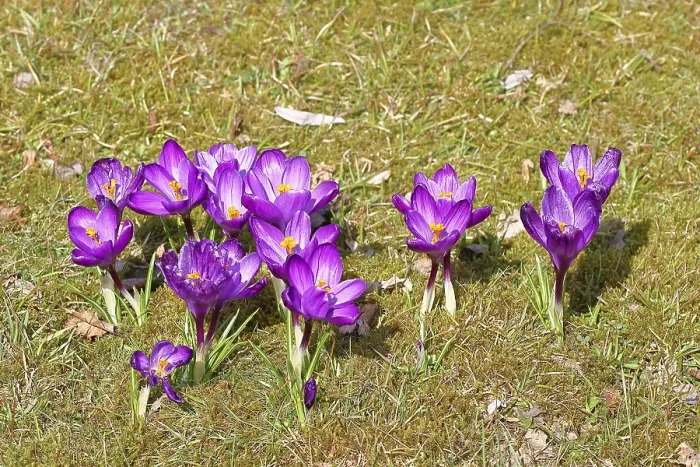 Framed Print : Spring Blooming Crocus Print, Wilnsdorf, Germany Framed Print : Spring Blooming Crocus Print, Wilnsdorf, Germany