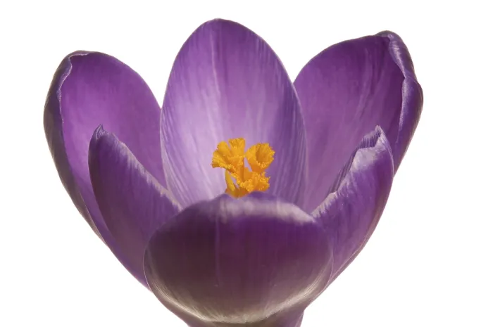 Framed Print : Violet Crocus Print by imageBROKER Framed Print : Violet Crocus Print by imageBROKER