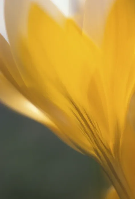 Framed Print : Crocus flavus Print - Yellow Crocus Flower Framed Print : Crocus flavus Print - Yellow Crocus Flower