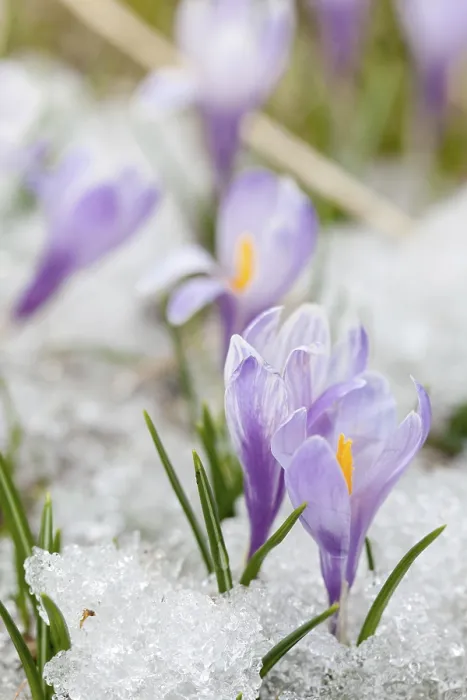 Framed Print : Crocus Flowers Print - Spring Bloom Framed Print : Crocus Flowers Print - Spring Bloom