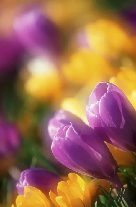 Framed Print : Crocus Flowers Print