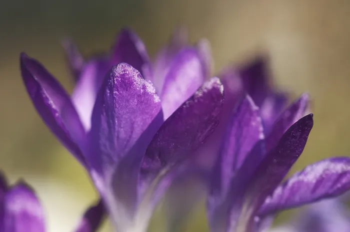 Framed Print : Crocus Iridaceae Print - ImageBROKER Framed Print : Crocus Iridaceae Print - ImageBROKER