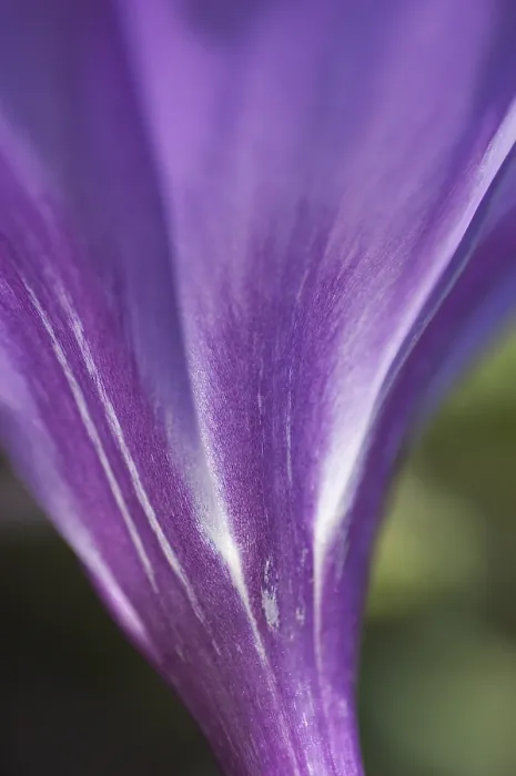 Framed Print : Crocus Iridaceae Print Framed Print : Crocus Iridaceae Print