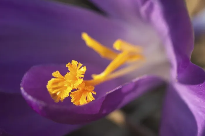 Framed Print : Crocus Iridaceae Print