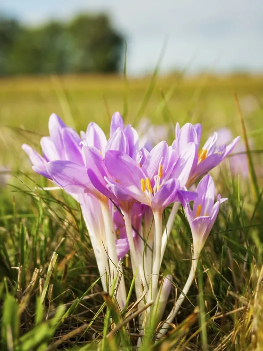 Framed Print : Crocus in a meadow Print - Spring Bloom Framed Print : Crocus in a meadow Print - Spring Bloom