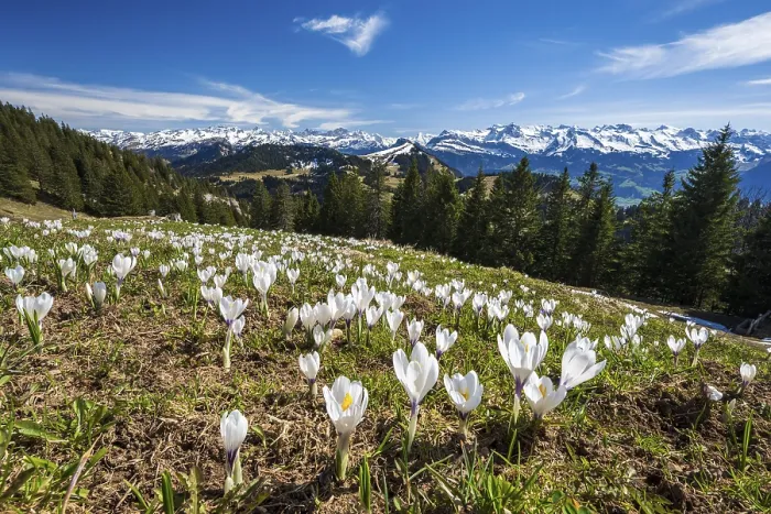 Framed Print : Crocus meadow in bloom on the Rigi, Switzerland Print