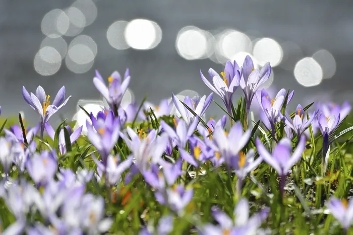 Framed Print : Crocus Print with Reflected Sun in Water, Husum Schlosspark Framed Print : Crocus Print with Reflected Sun in Water, Husum Schlosspark