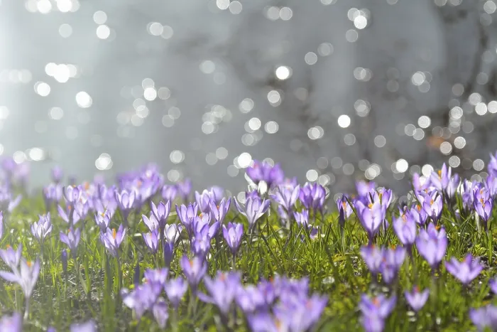 Framed Print : Crocus with reflected Sun in Water Print, Husum Schlosspark, Germany Framed Print : Crocus with reflected Sun in Water Print, Husum Schlosspark, Germany