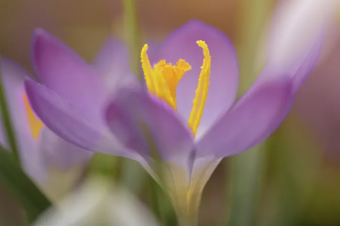 Framed Print : Crocus Spring Crocus Print, Gottingen, Germany Framed Print : Crocus Spring Crocus Print, Gottingen, Germany