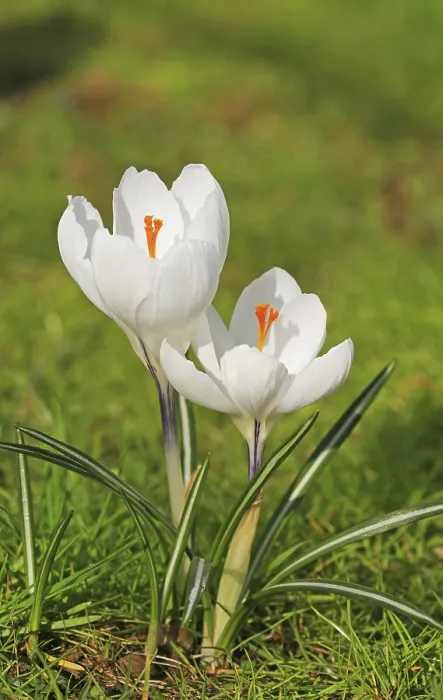 Framed Print : Crocus in Springtime Print Framed Print : Crocus in Springtime Print