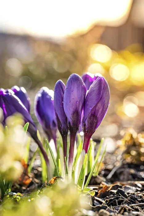 Framed Print : Black Forest Crocus Print, Gechingen, Germany Framed Print : Black Forest Crocus Print, Gechingen, Germany