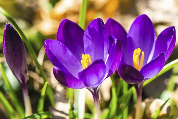 Framed Print : Crocus, Winter and Spring Violet Flowers Print Framed Print : Crocus, Winter and Spring Violet Flowers Print