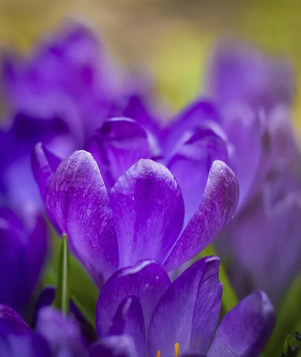 Framed Print : Crocuses Print in a Garden Setting
