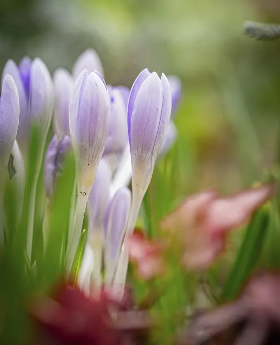 Framed Print : Crocus Print Framed Print : Crocus Print