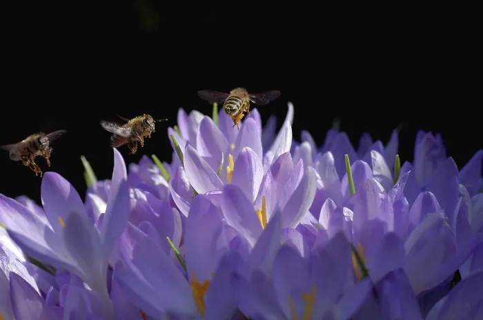 Framed Print : Crocuses and Bees Print with Sunlit Honeybees Framed Print : Crocuses and Bees Print with Sunlit Honeybees