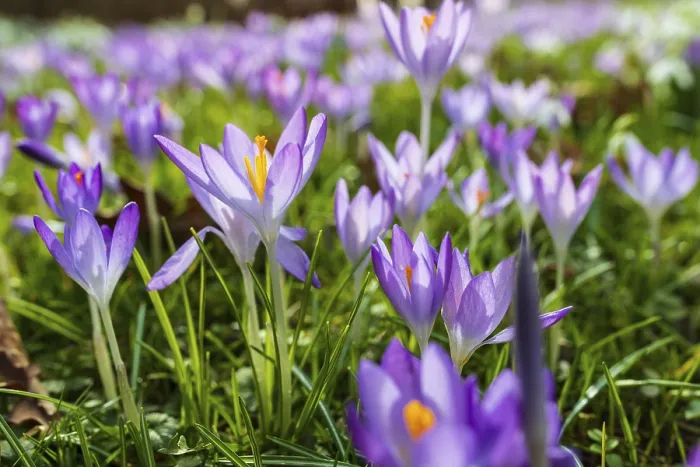 Framed Print : Crocuses in Bloom Print Framed Print : Crocuses in Bloom Print
