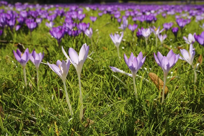 Framed Print : Crocuses in Bloom, North Rhine-Westphalia Print