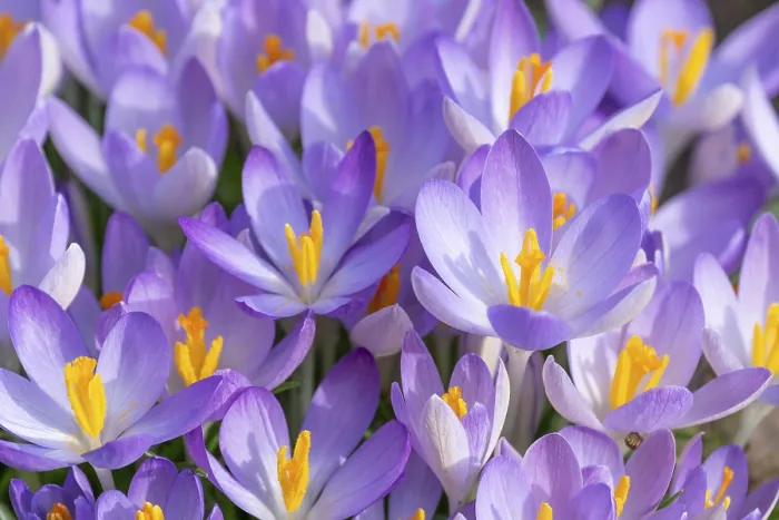 Framed Print : Crocuses in Bloom Print, Thuringia, Germany Framed Print : Crocuses in Bloom Print, Thuringia, Germany