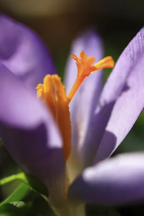 Framed Print : Crocus Print from Germany Framed Print : Crocus Print from Germany