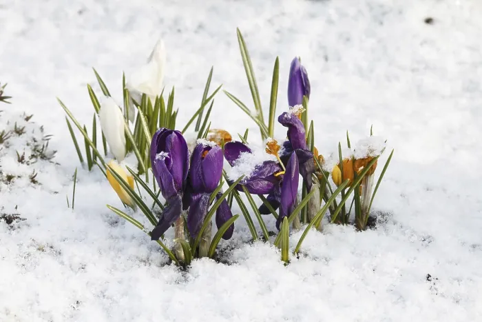 Framed Print : Crocuses in the Snow Print Framed Print : Crocuses in the Snow Print