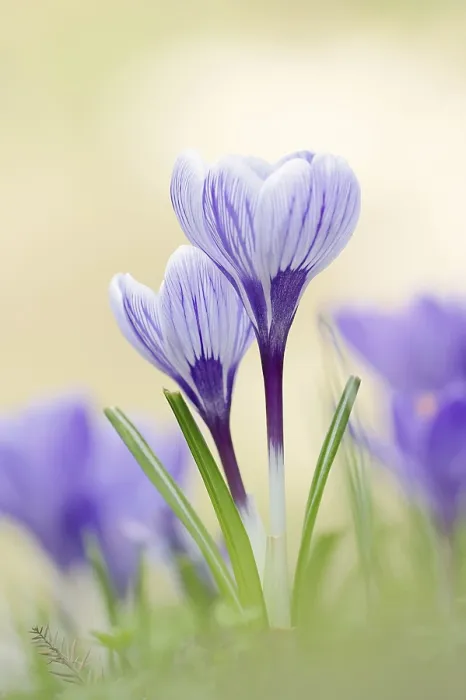 Framed Print : Crocuses in Bloom Print, North Rhine-Westphalia, Germany