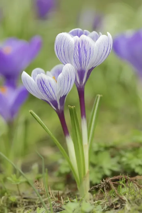 Framed Print : Crocuses in Bloom Print, North Rhine-Westphalia, Germany Framed Print : Crocuses in Bloom Print, North Rhine-Westphalia, Germany