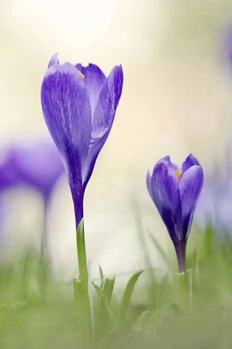 Framed Print : Crocuses in Bloom, North Rhine-Westphalia Print Framed Print : Crocuses in Bloom, North Rhine-Westphalia Print