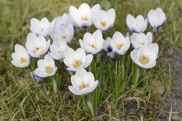 Framed Print : Crocuses in Bloom, North Rhine-Westphalia Print