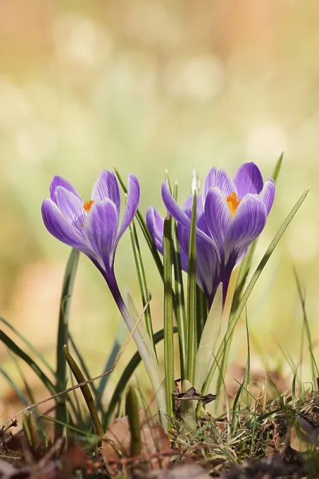 Framed Print : Crocuses (Crocus spec.) Print, North Rhine-Westphalia, Germany Framed Print : Crocuses (Crocus spec.) Print, North Rhine-Westphalia, Germany