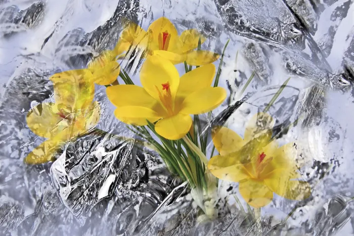 Framed Print : Crocuses Enveloped in Ice Print