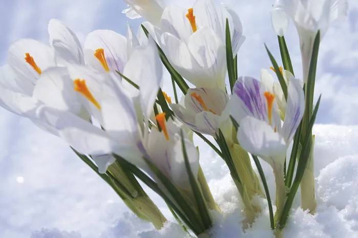 Framed Print : Crocuses in the Snow Print Framed Print : Crocuses in the Snow Print