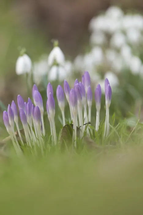 Framed Print : Crocuses in Spring Print Framed Print : Crocuses in Spring Print