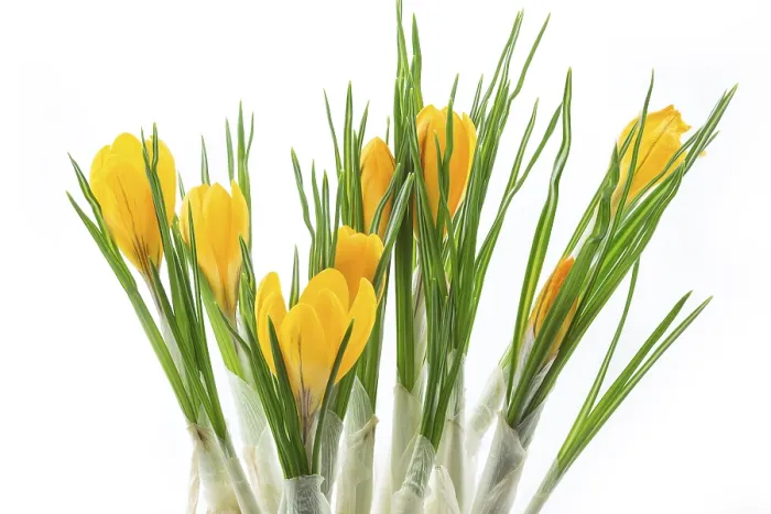Framed Print : Crocuses on a White Background Print Framed Print : Crocuses on a White Background Print