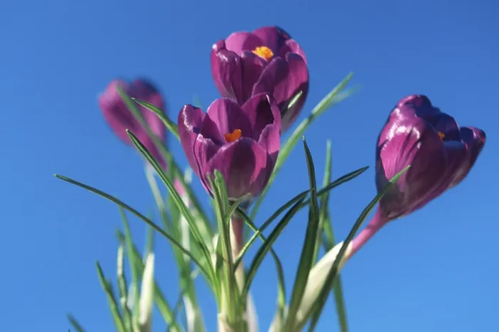 Framed Print : Crocus sativus Print - Crocuses Framed Print : Crocus sativus Print - Crocuses
